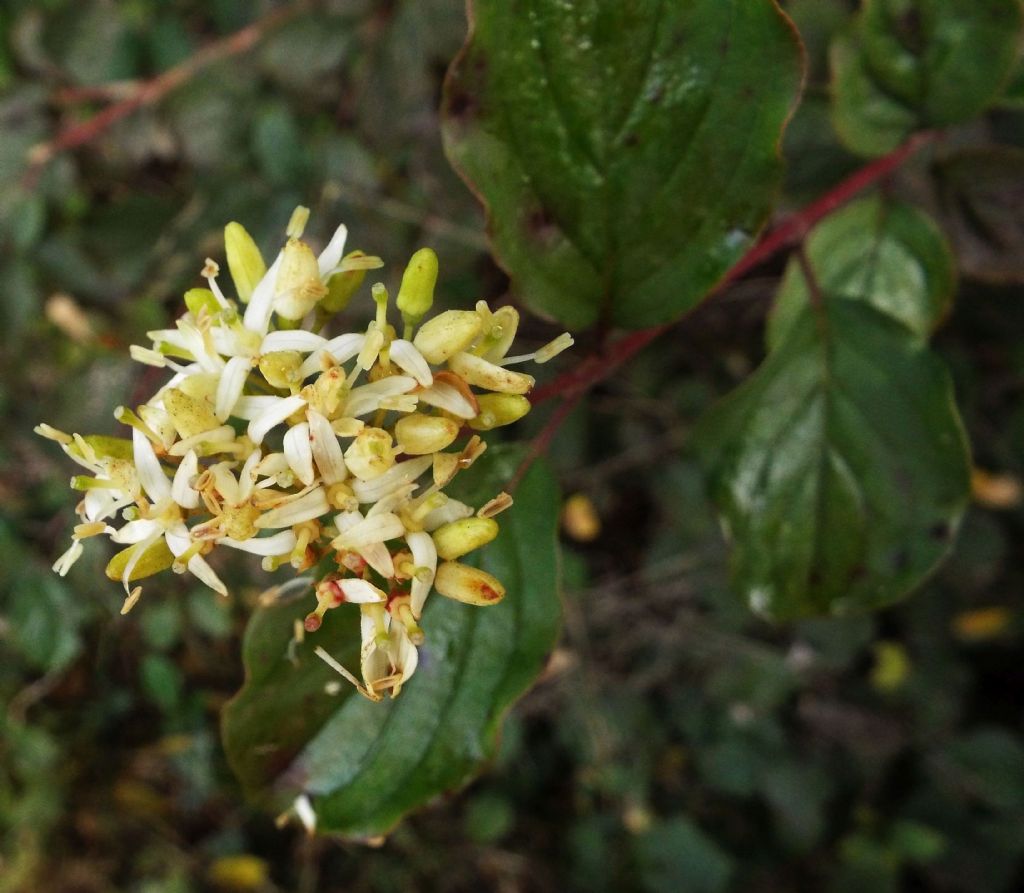 Cornus sanguinea